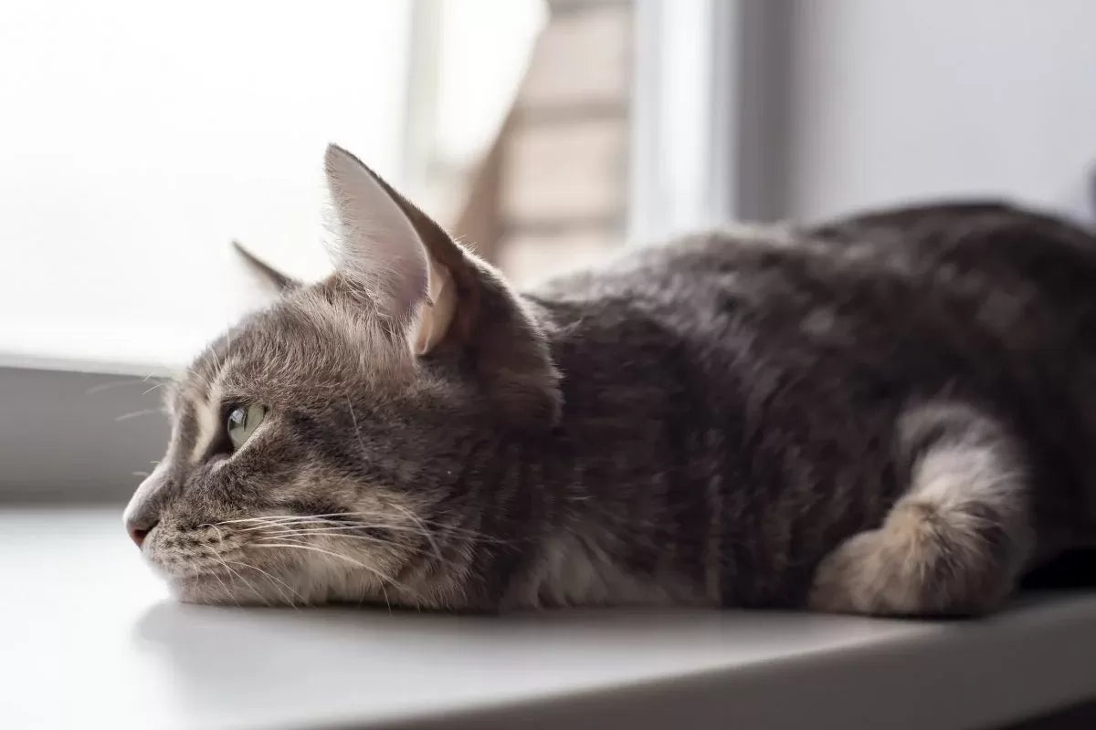 How to Tell If A Cat Is Depressed