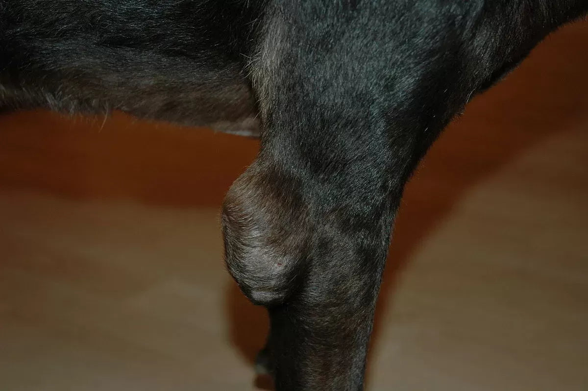 Hygroma in Dogs