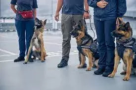 Can Drug Dogs Smell Mushrooms