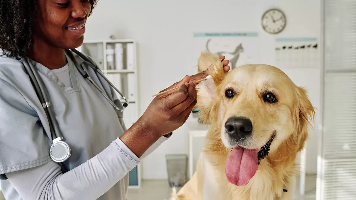 Doxycycline for Dogs