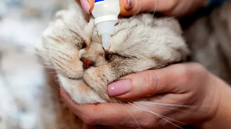 Eye Drops for Cats: A Comprehensive Guide to Feline Eye Care