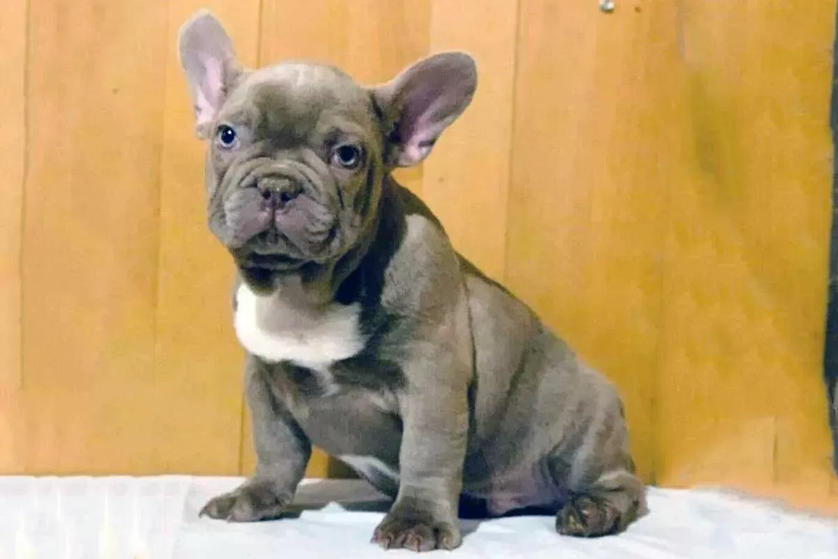 Are French Bulldogs Hypoallergenic