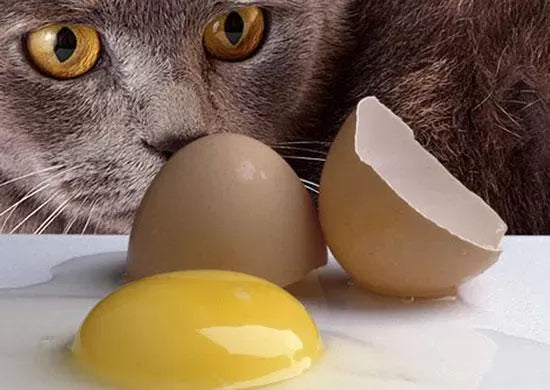 Can Cats Eat Eggs