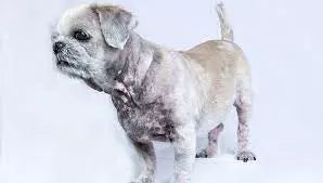 Hyperpigmentation in Dogs