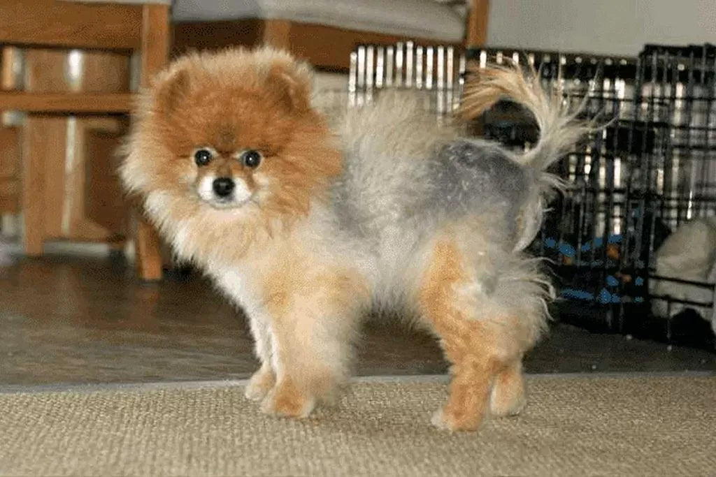 Alopecia X (Black Skin Disease) in Dogs: Causes, Symptoms, and Treatment Options