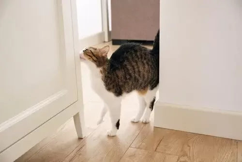 Can Male Cats Go Into Heat? Everything You Need to Know