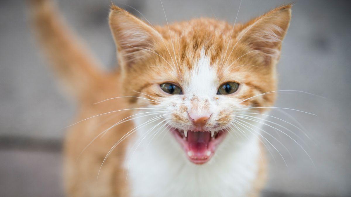 Don't Give Attention to Your Cat If They're Meowing​