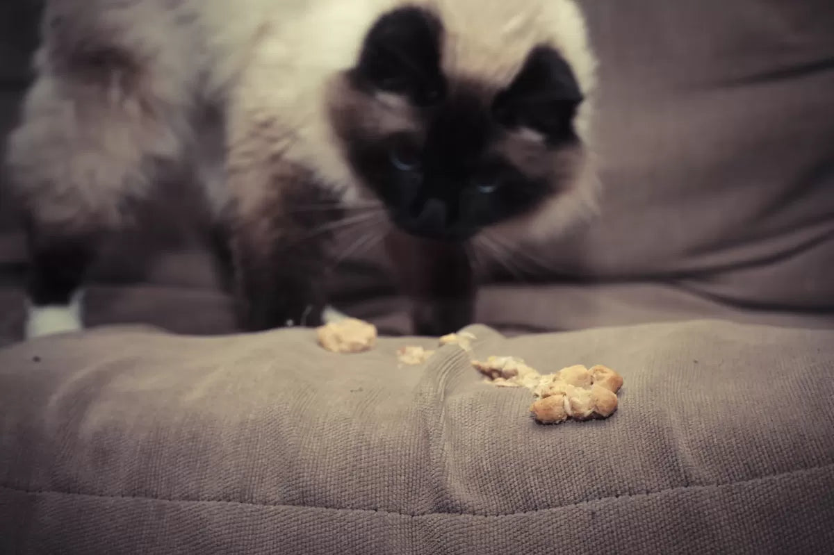 Cat Hairball Vomit: Causes, Prevention, and Care