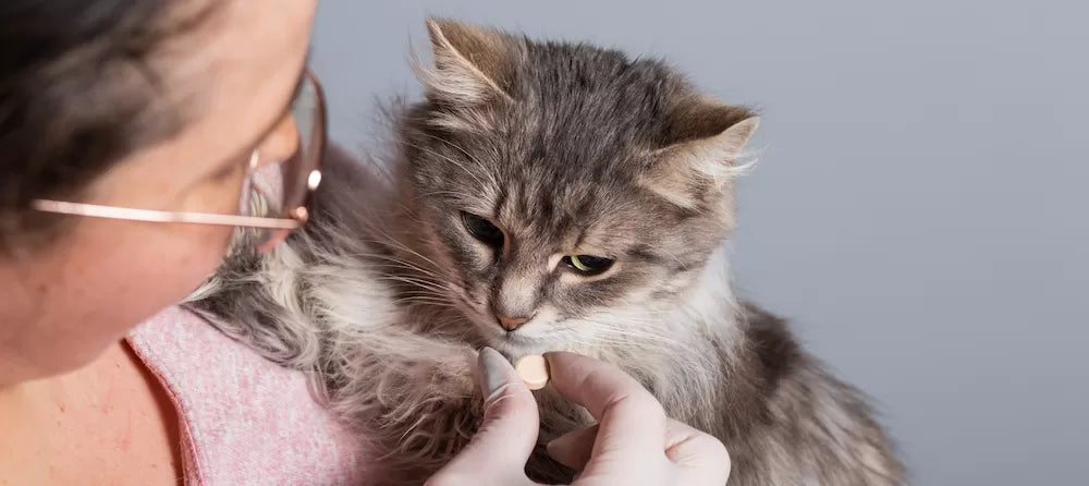 How to Give A Cat A Pill