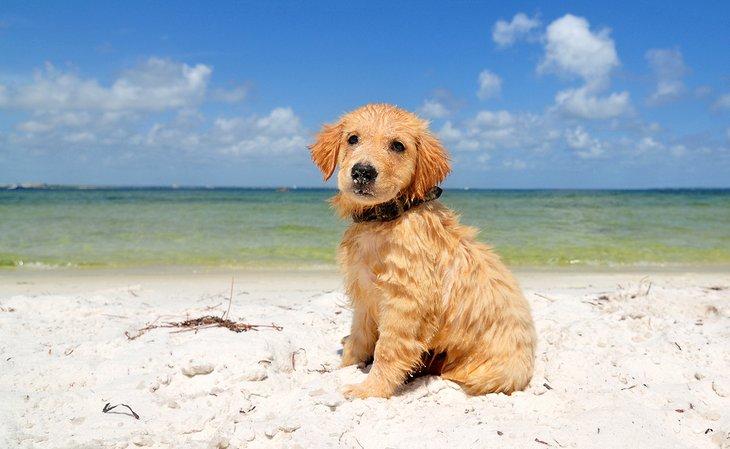 2025 Dog Friendly Beaches in Florida​