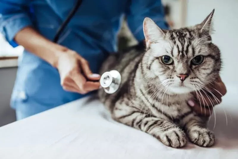 How Often Do You Take A Cat To The Vet