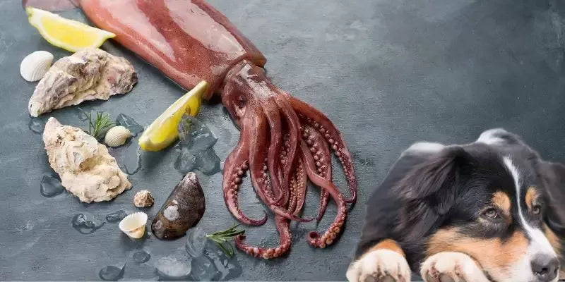 Can Dogs Eat Squid