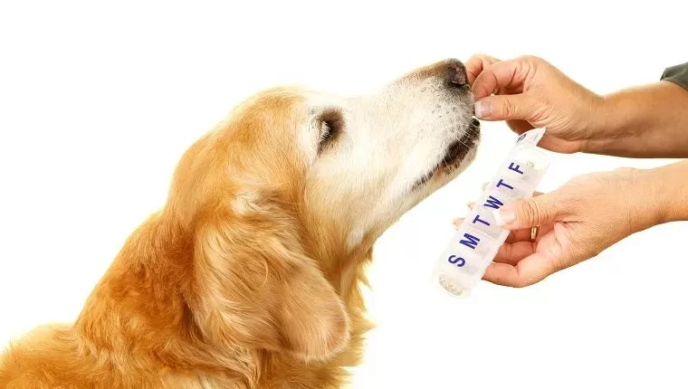 Ketoconazole for Dogs