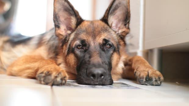 Dog Tumor on Spleen