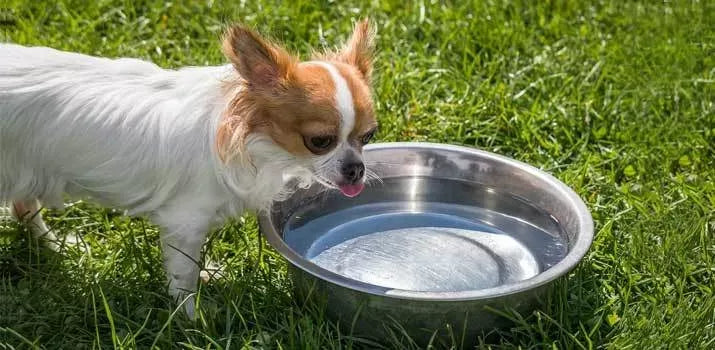 Understanding Dog Coughs After Drinking Water: Causes, Health Issues, and Remedies