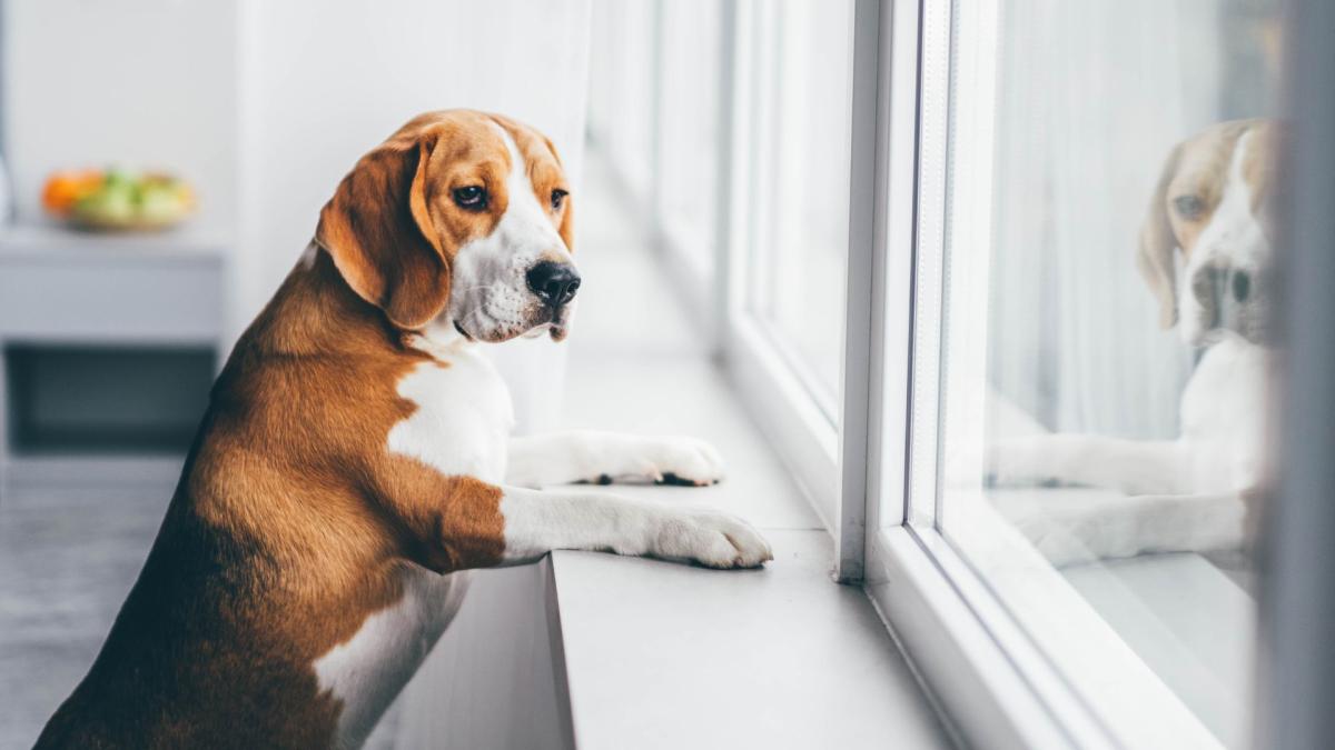 What Dog Breed Has The Worst Anxiety​