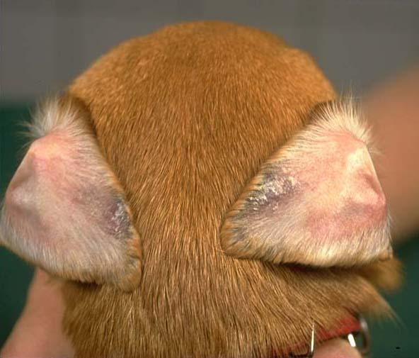 What Can I Do for My Dog with Ear Dermatitis