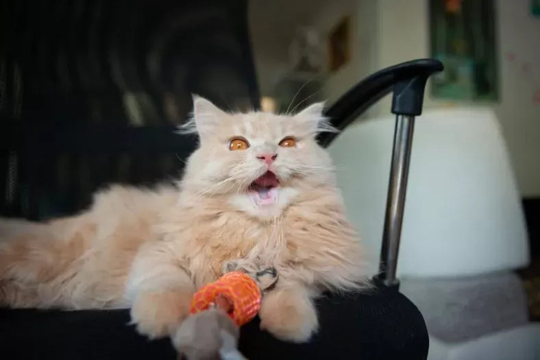 Can Cats Have ADHD