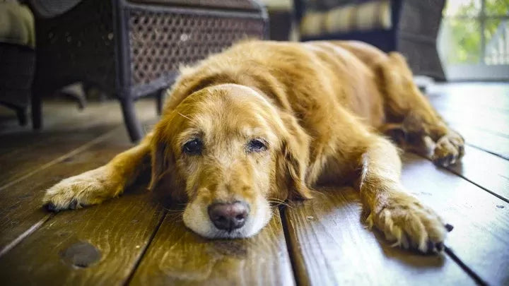 Symptoms of Arthritis in Dogs Hind Legs