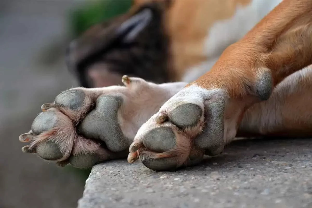 Unraveling the Dangers of Unhealthy Dog Nails