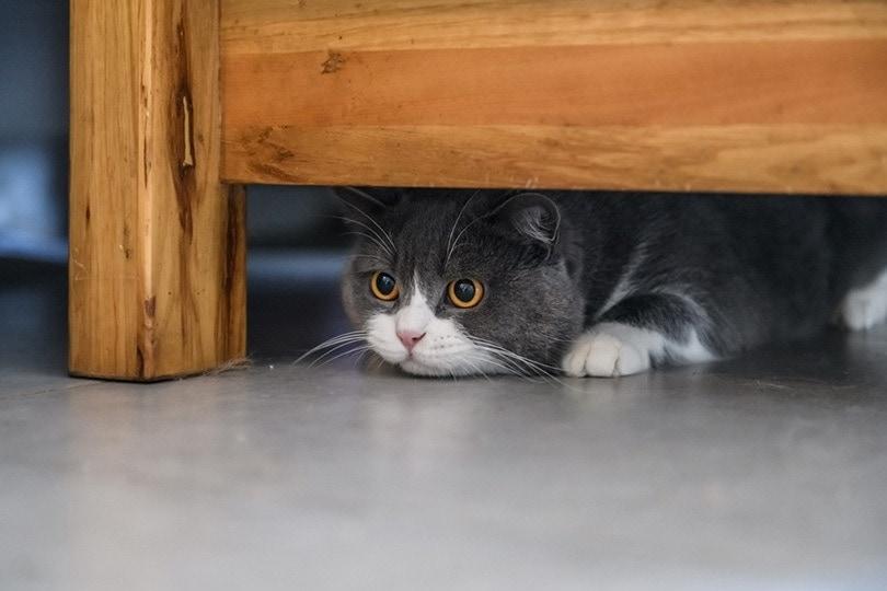 How Long Will A Cat Hide in A New Home