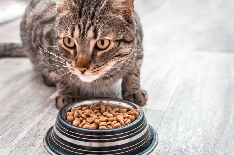 What to Feed a Sick Cat That Won't Eat: A Comprehensive Guide