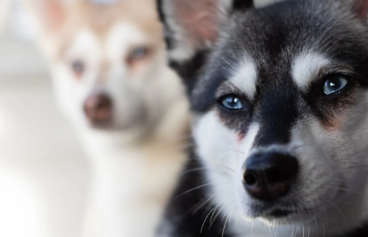 How to Get Rid of Tear Stains on Dogs