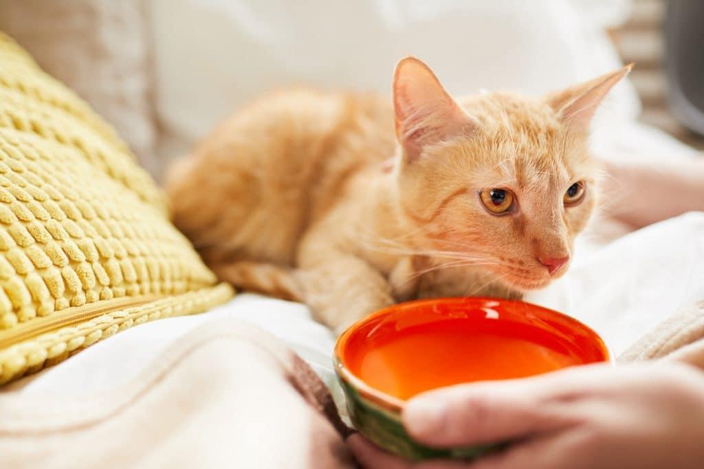 My Cat Doesn't Drink Water But Eats Wet Food