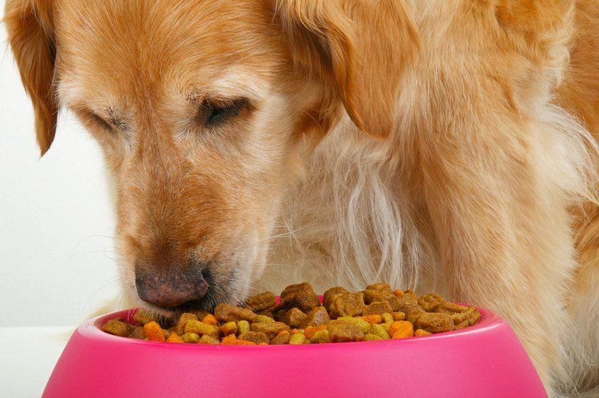 What to Feed A Dog with Liver Problems