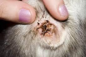 Cat Ear Yeast Infections: Comprehensive Guide for Pet Owners
