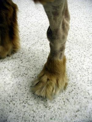 Polyarthritis in Dogs: Causes, Treatment, and Long-Term Care
