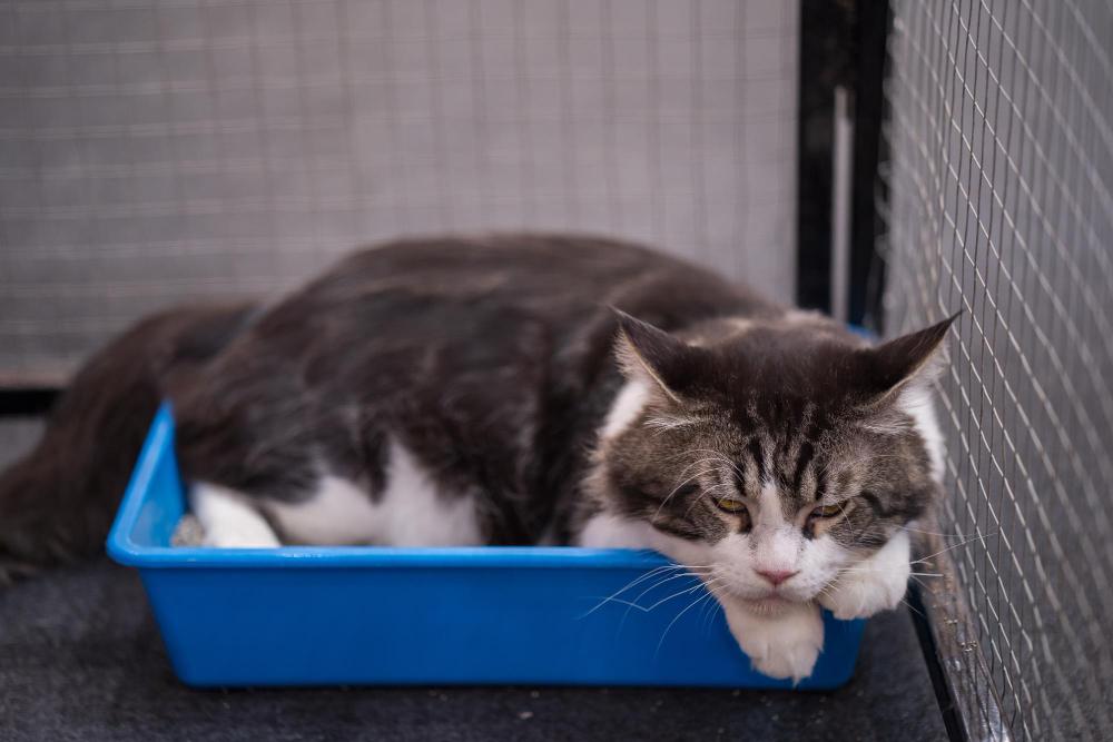 Why Is My Cats Poop Black​