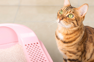 Is Cat Constipation An Emergency