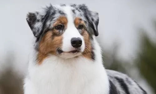 Blasto in Dogs