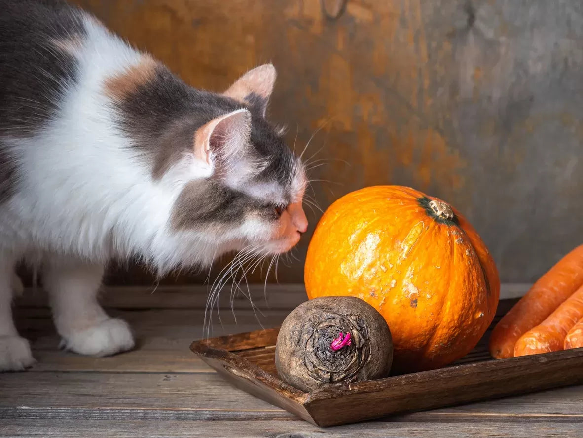 Is Pumpkin Good for Cats