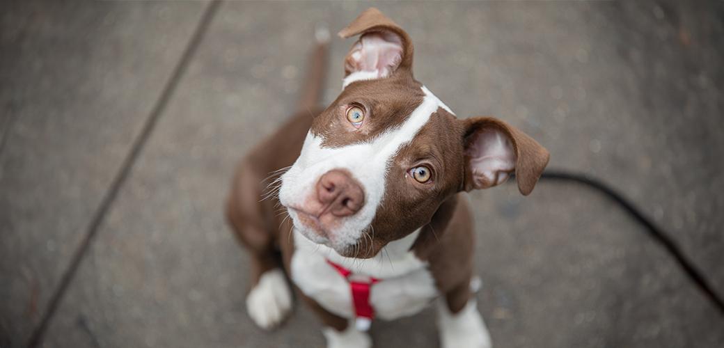 Is Sorbitol Safe for Dogs