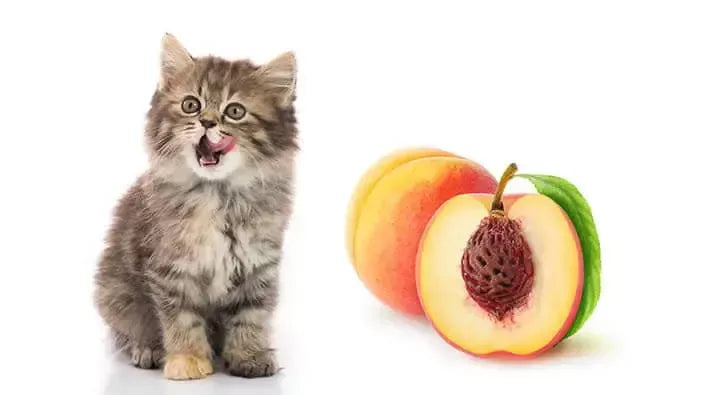 Can Cats Eat Peaches