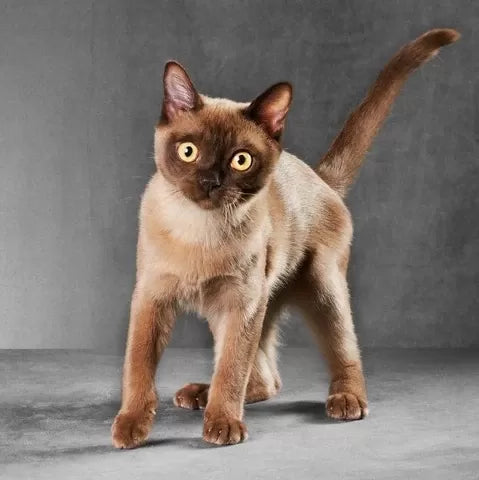 Do Cats Control Their Tails
