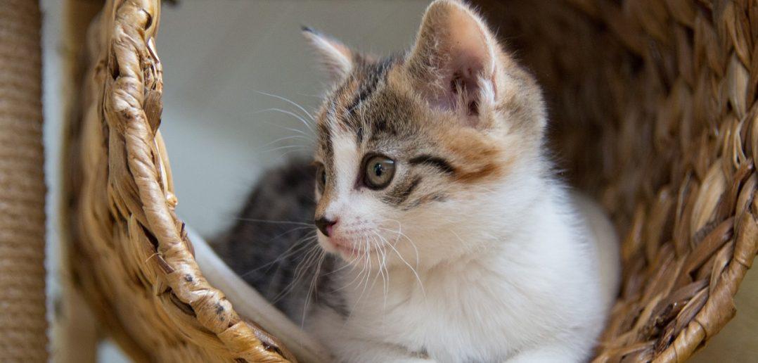 What Cat Is for You Quiz