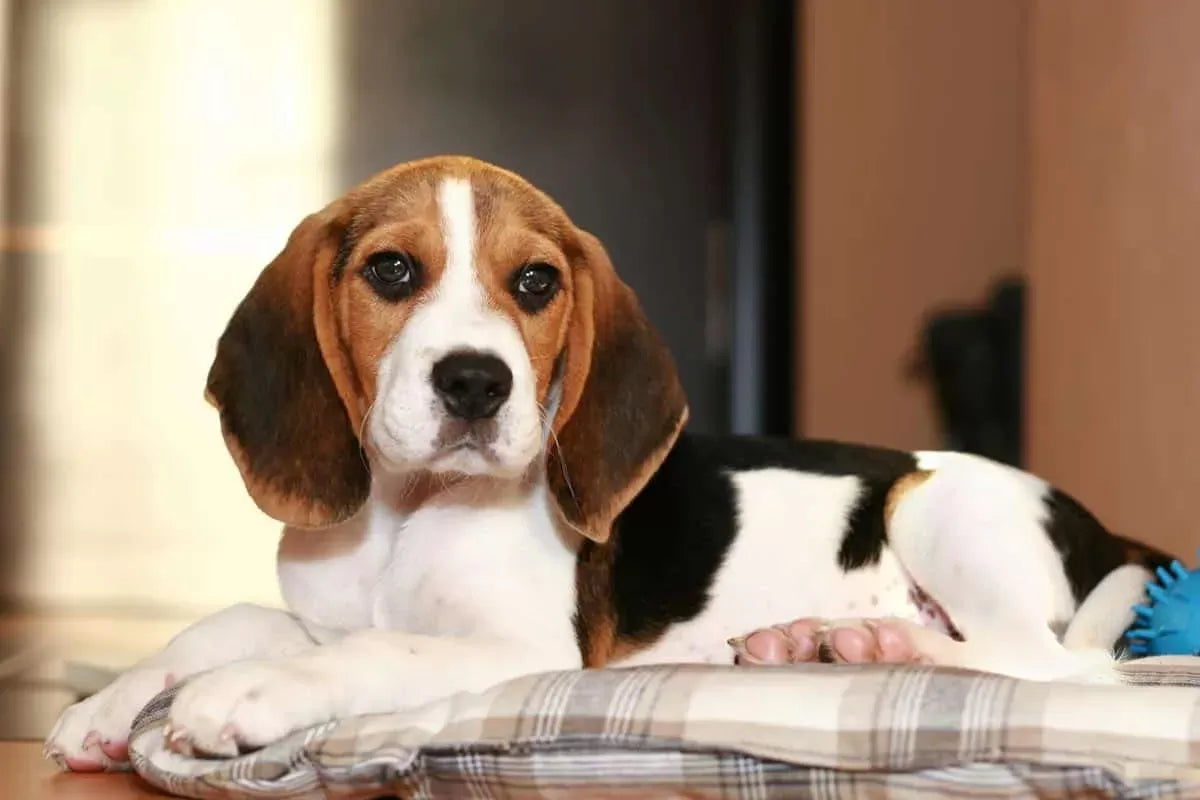 Why Beagles are the Worst Dogs: Debunking the Hype