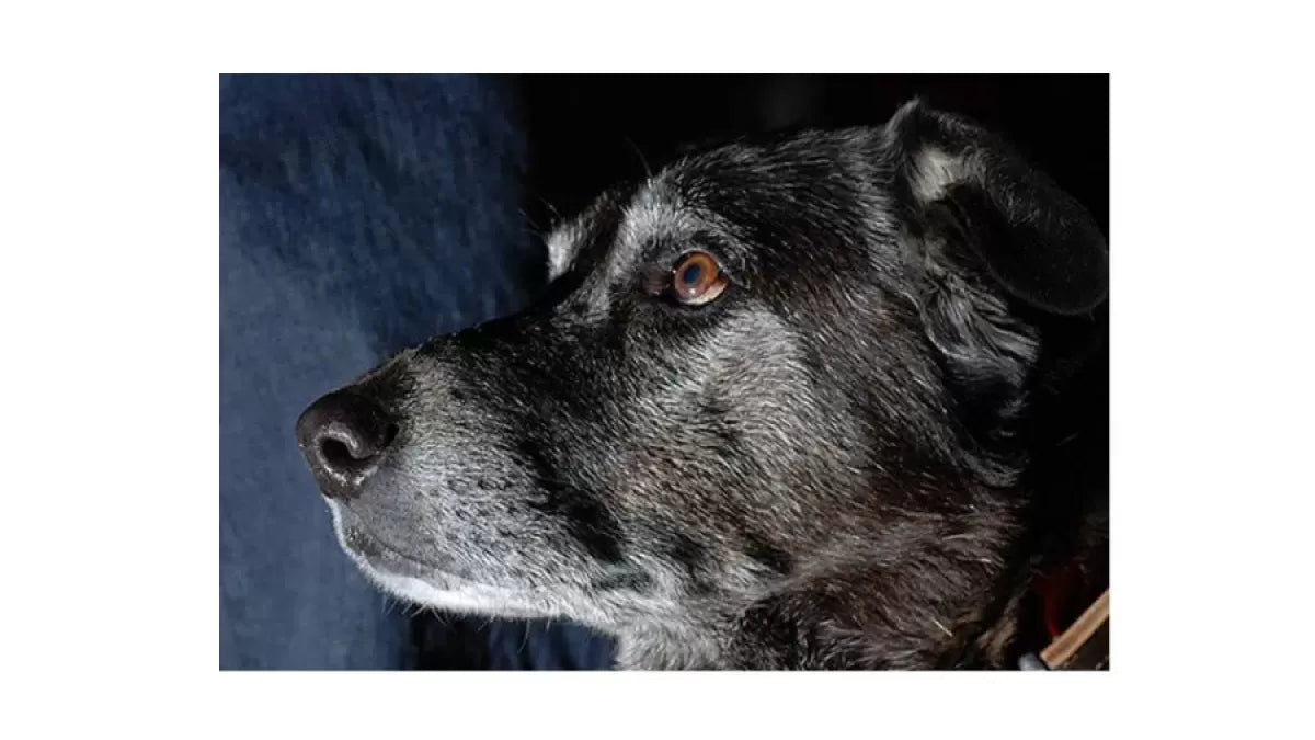 Do Dogs Get Halucnations