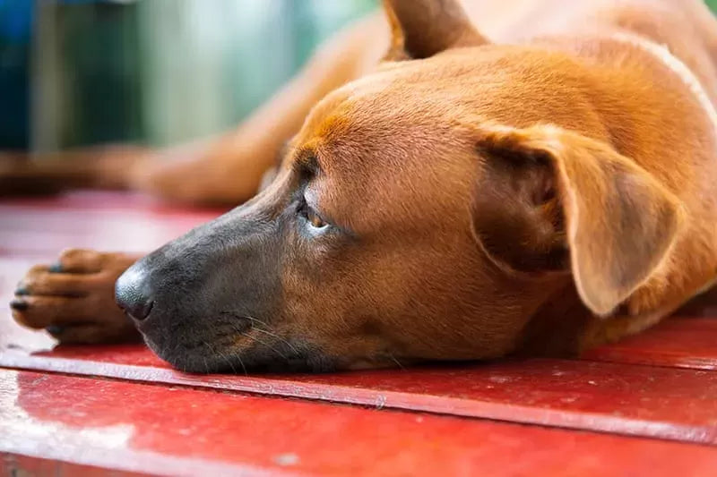 Anemia in Dogs