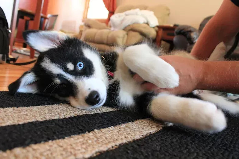 Do Dogs Like When You Scratch Their Sweet Spot