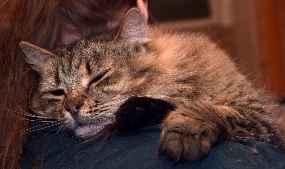 Cat Losing Balance in Hind Legs