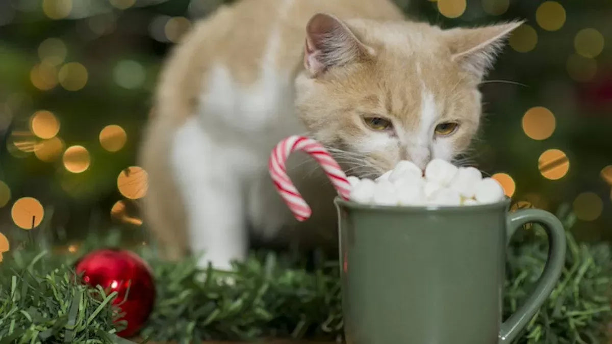 Can Cats Eat Marshmallows