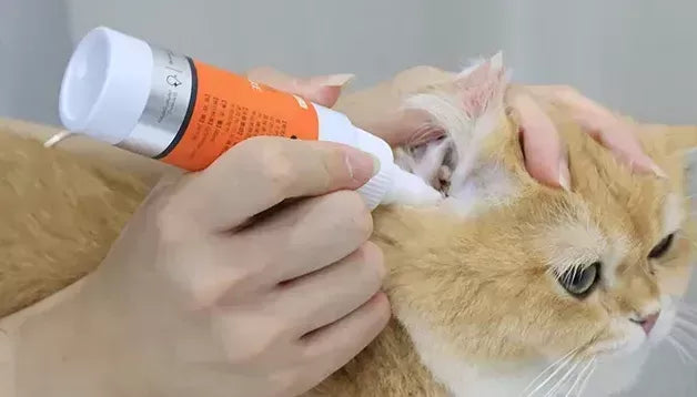 Puainta | Home Remedies for Ear Mites in Cats