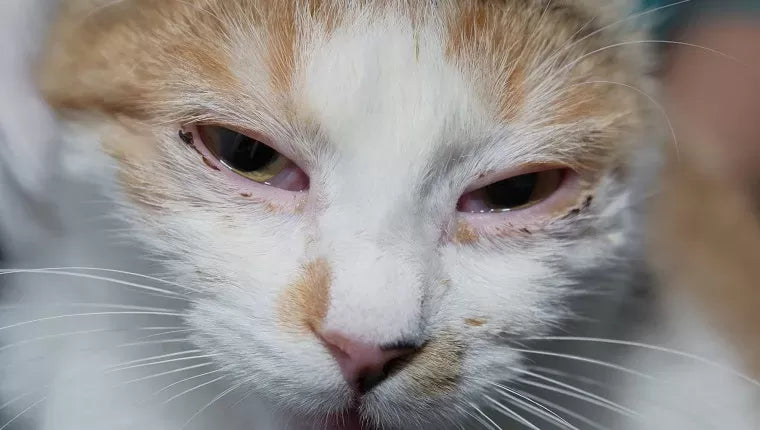 Feline Rhinotracheitis: Symptoms, Treatment, Causes, and Prevention