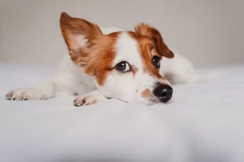 Yeast Infection in Dogs