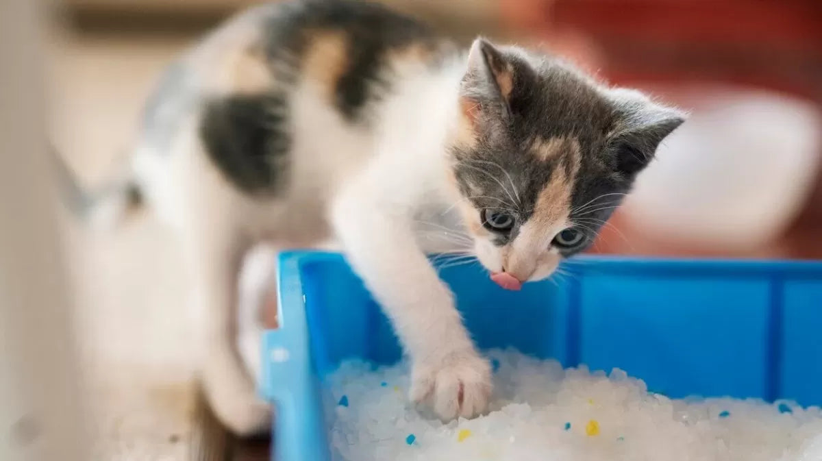 How Long Can A Cat Go without Pooping