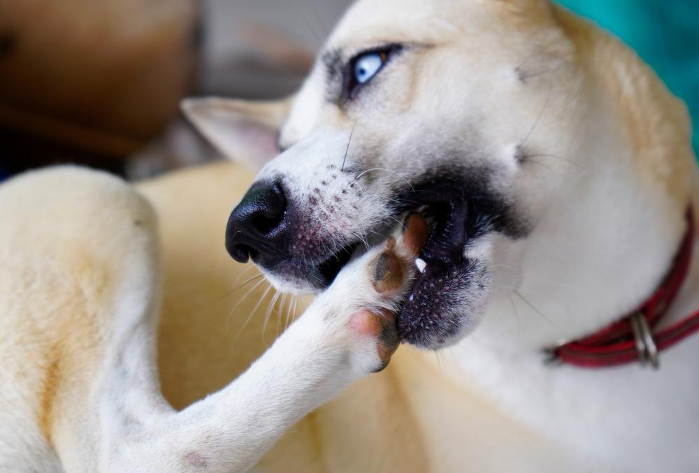 Why Do Dogs Bite Their Paws